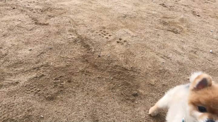 RIO POMEのインスタグラム：「ボール🎾  取りに…  いった…  フリ？ 😑  何しにいったん？  #ポメラニアン #pomeranian  #犬 #dog #dogstagram#doglover #愛犬 #わんこ #ポメラニアン大好き #ポメラニアンが世界一可愛い #pom #ぽめらにあん #ポメ#pomeraniansofinstagram  #pomeranianlove #ふわもこ部 #いぬバカ部 #癒しわんこ#instapic#pomstagram #puppy #dogsofinstagram #cute#cutedog」