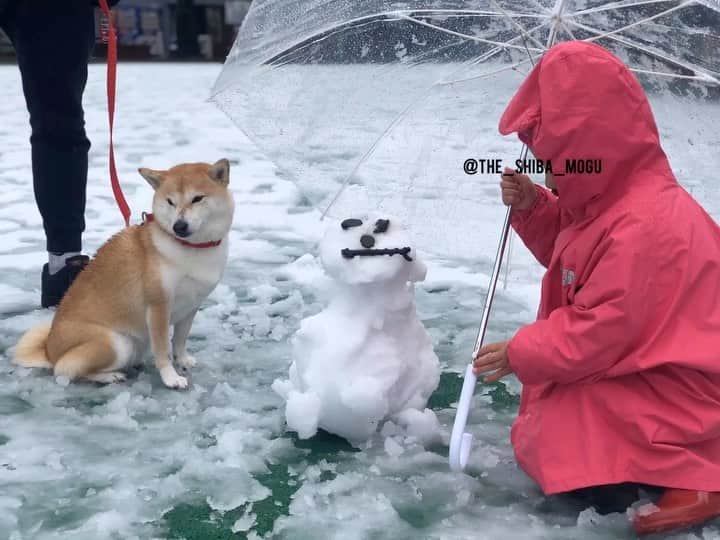 Moguのインスタグラム：「. 雪だるまをつくったなの。 We made a snowman. . @the_shiba_mogu  #柴犬 #shibainu #shiba#赤柴 #redshiba#犬 #dog#しばいぬ#nannydog#犬と子供#子供と犬#柴犬と子供#柴#赤ちゃんと犬#犬と赤ちゃん#柴犬と赤ちゃん#赤ちゃんと柴犬#柴犬のいる暮らし#子守犬」