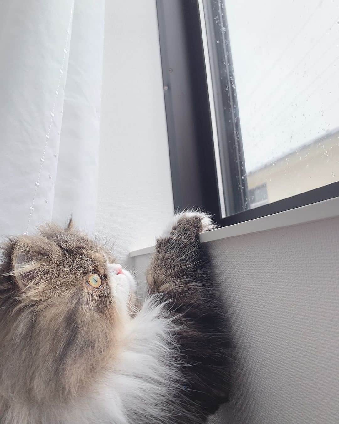 倉田夏希のインスタグラム：「♡ . 今年初雪🌨 こんな時期に！って感じだけど コロナで自粛ムードの中なんかちょっと ワクワクしたなぁ… . パラパラ舞ってる雪が気になるみたいで ずっと見てたたるちゃん😂 かわいいなぁ . なんだかとっても絵になる🐈 . . #猫 #ペルシャ猫 #猫のいる暮らし #猫好き #猫との暮らし #猫のいる生活 #猫がいる生活 #猫がいる生活」