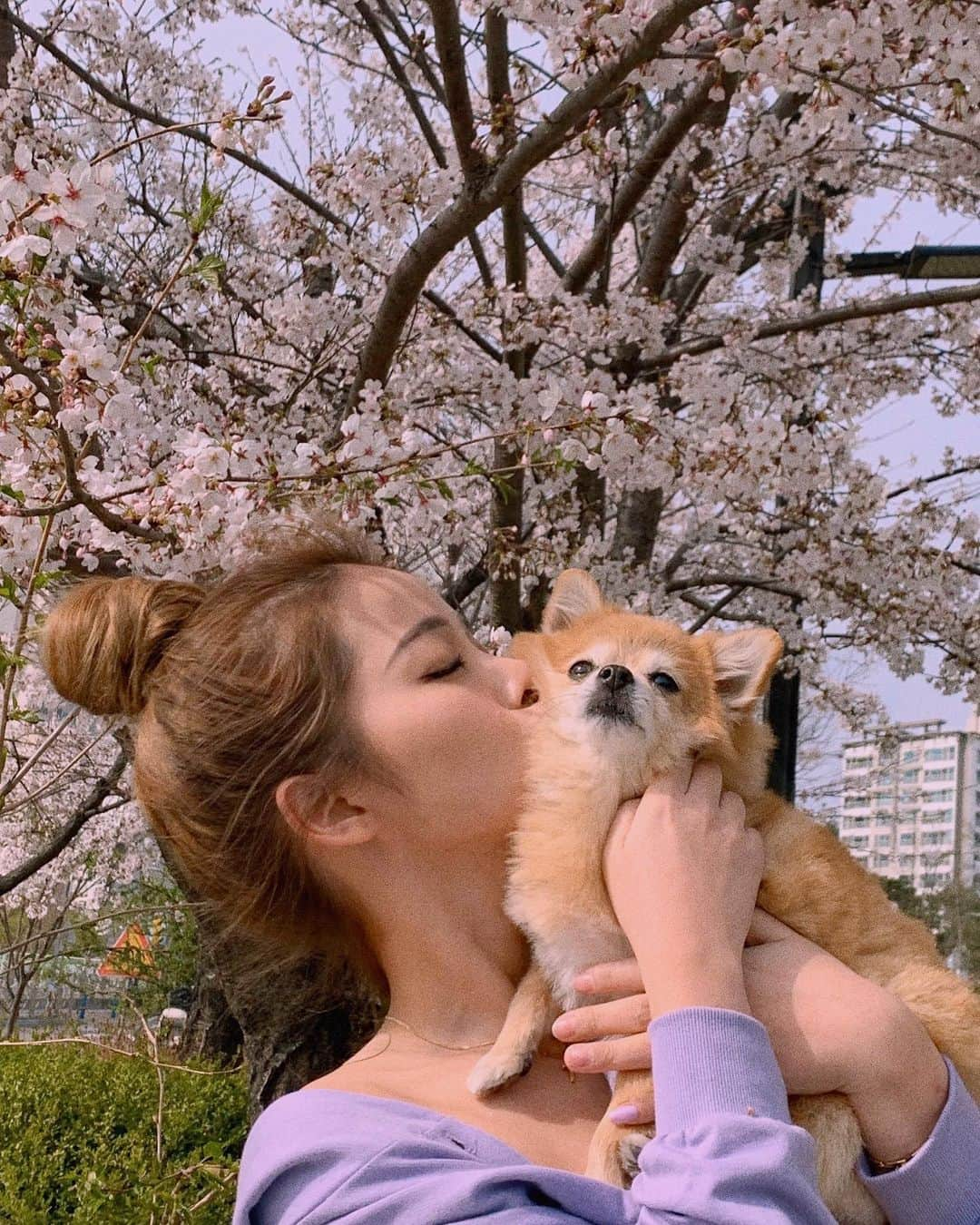 カン・ギョンミンさんのインスタグラム写真 - (カン・ギョンミンInstagram)「🌸 이번 벚꽃은 집 앞으로도 만족 🌸」3月29日 22時56分 - kkmmmkk