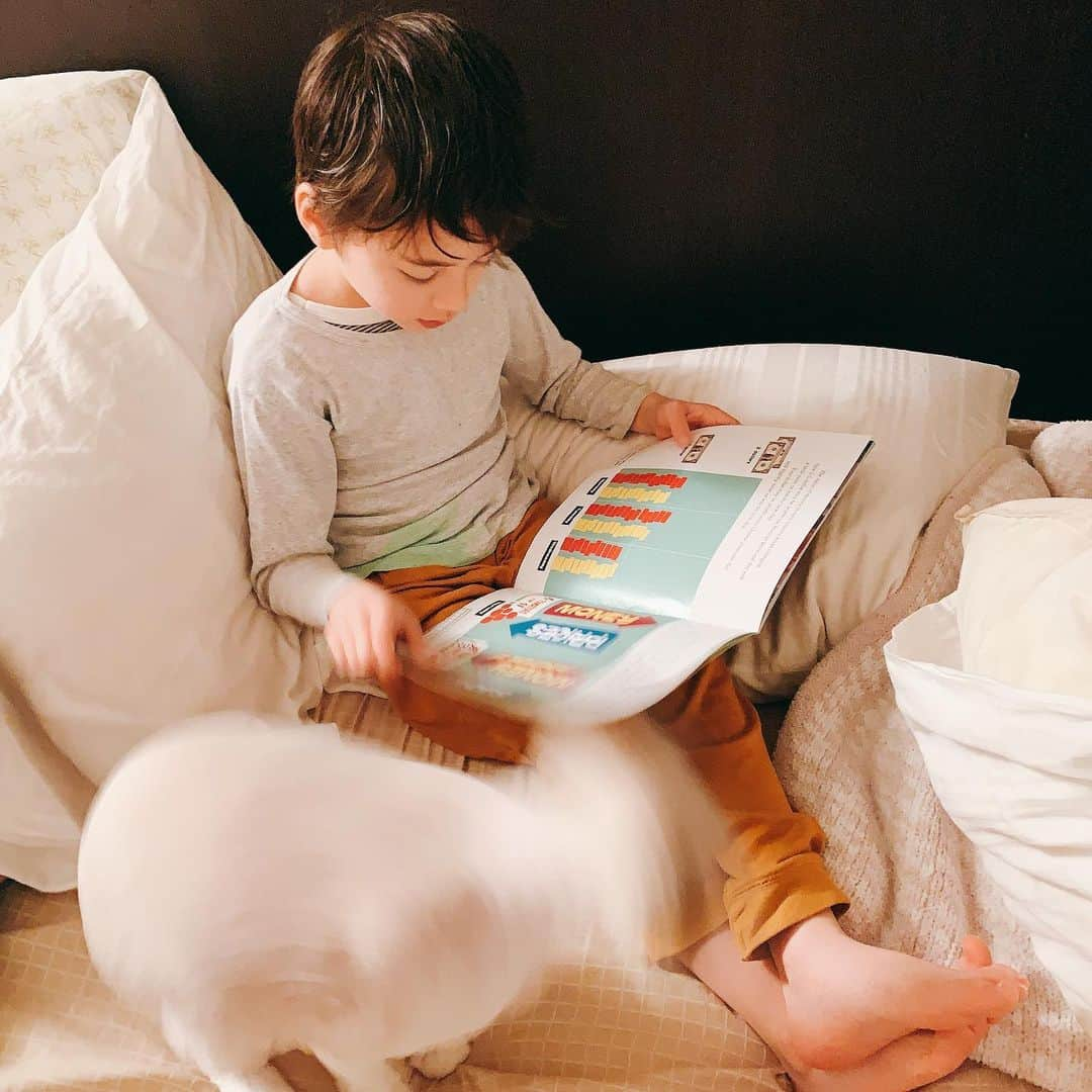 Ennaのインスタグラム：「寝る前のゆっくり時間📚 本を読みたい Leleと構ってほしいシオン😹 可愛いかったぁ。。 暖かくなってきたから猫達をサマーカットにしてもらったんだけど、今日は寒かった☃️ ブランケットに包まる猫 🐈🍊 質問のお返事、明日ゆっくり返します❤️ #sweetdream #lele #ラグドール #ねこすたぐらむ  #猫のいる暮らし  #猫好きさんと繋がりたい  #ねこのきもち  #ねこのいる生活 #こそだてぐらむ  #sweetdream」