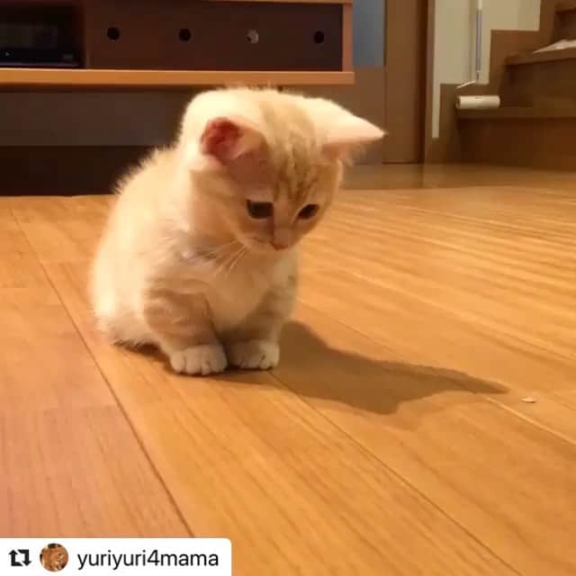 のインスタグラム：「【#ねこは人を笑顔にする】❣️ じゅじゅ〜👶💕きゃわわー❤️一緒に遊びたい〜☺️こんな可愛い子いたらお家の時間ももっと楽しくなるね♫ @yuriyuri4mama さん、ありがとーっ😌🤚🏻❤️ #Repost @yuriyuri4mama with @make_repost ・・・ Babyじゅじゅ💓Juju  ホントに可愛かったんだから🤣💓💓 #こんな時こそ笑顔でね #ねこは人を笑顔にする  #マンチカン#munchkin#まいる#でお#ピアス#ココ#じゅじゅ#まいるんち#cute#猫#ねこ#cat#topcatphoto#juju#neko#fluffy#meow#catstagram#adorable#amazing#babyanimal#awesome」
