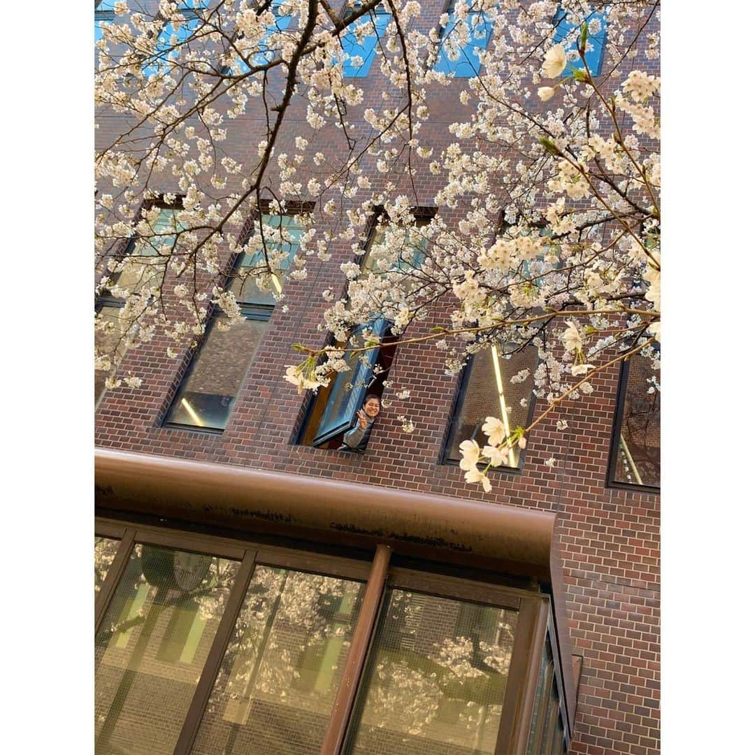 土橋ココさんのインスタグラム写真 - (土橋ココInstagram)「. 🌸🌸🌸 #spring  #cherryblossom  #march  #mwu」3月29日 23時04分 - niko_d.k