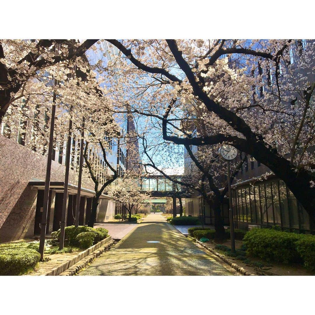 土橋ココさんのインスタグラム写真 - (土橋ココInstagram)「. 🌸🌸🌸 #spring  #cherryblossom  #march  #mwu」3月29日 23時04分 - niko_d.k