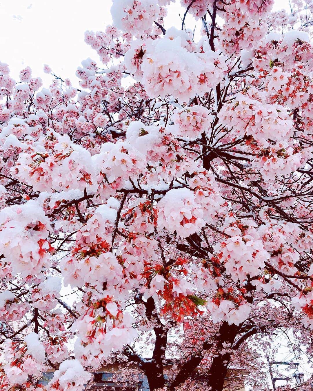 長久梨那さんのインスタグラム写真 - (長久梨那Instagram)「． 雪桜って言うんだね❄🌸 初めて見たかも✨ とっても綺麗だったー💖 みんなからのたくさんのおめでとうもすっごくすっごく幸せだよ❤️ 素敵なお誕生日になりました💕💕 いつも元気もらってるよ💖 気持ちが滅入ることもあると思うけど、最善の注意を払って前向きに頑張ろうね❣️ #雪 #桜 #雪桜 #インスタ映え #フォトジェニック #日本 #美しい #風景 #景色 #絶景 #雪景色 #春 #白銀の世界 #写真 #写真好きな人と繋がりたい #フォローミー #japan #snow #blossom #cherryblossom #sakura #beautiful #beauty #view #photography #photooftheday #instagood #instadaily #instapic #followme」3月29日 23時23分 - rinanagahisa