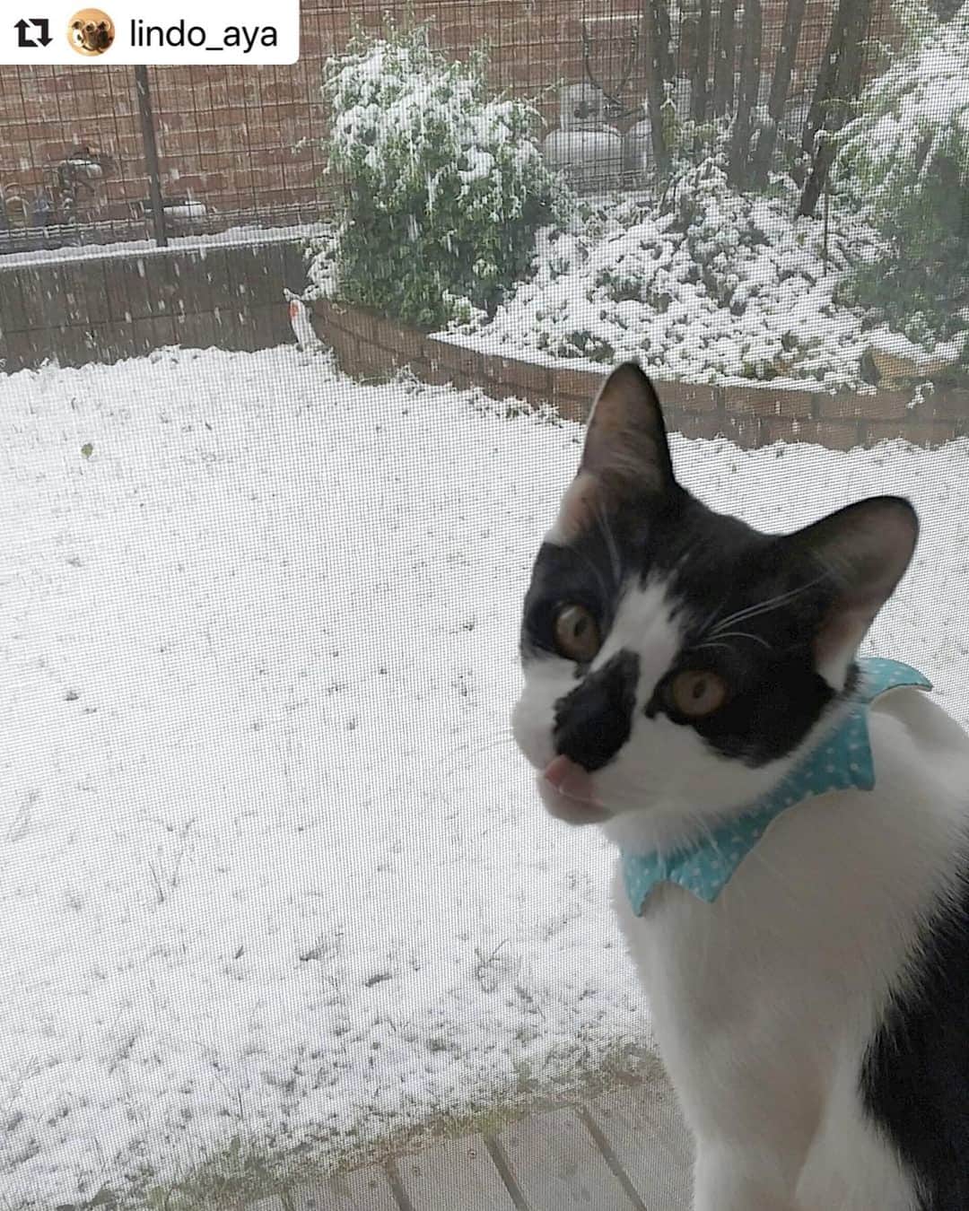 のインスタグラム：「【#ねこは人を笑顔にする】❣️ 雪❣️雪❣️雪ぃー☃️❣️大興奮だね、蒼くん😺 @lindo_aya さん、ありがとう🥺❄️❤️ #Repost @lindo_aya with @make_repost ・・・ #0329 D-61 おかーさん☃️降ってるよ❗️って😅 蒼くん ずーっと☃️見てます❄️ 車のタイヤ交換してなくて良かったです💦 * #可愛い蒼くん☺️ #保護猫 #cat #nekoclub  #ペコねこ部 #picneko  #みんねこ#anan動物  #にゃんこ編集部 #ねこのきもち #sippo #朝ワンコ夕ニャンコ #猫びよりプラス #pecocats #carpediemneko #peppyフォト部  #祝ニャンとも #我が家のキャティーマン #ねこは人を笑顔にする #neko_magazine #rakutenpet #nyancon01 #猫ねこ部 #ペトこと猫部 #IGersjp  #hachiwarebroモデル #サンデイ」