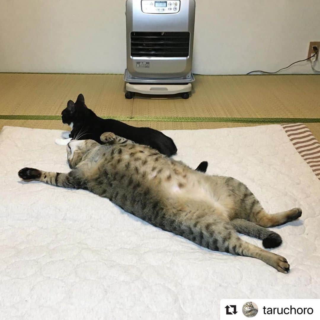 のインスタグラム：「【#ねこは人を笑顔にする】❣️ ヒーターとねこ。 今日寒かったもんね😂 そのままゆっくり寝てていいよ☺️😂☺️😂 @taruchoro さん、ありがと〜🙆‍♀️☃️ #Repost @taruchoro with @make_repost ・・・ ヒーターと猫 * * #一番あったかい場所 #猫優先 #こんぶ #こぱんだん #灯油ヒーター #最高 #ぽかぽか #ねこは人を笑顔にする #猫のいる暮らし #猫写真 #エウレカねこ部 #ねこのきもち #とろねこチャレンジ #朝ワンコ夕ニャンコ#ふわもふ #きじとら #はちわれ #ペトこと猫部 #猫ねこ部 #kot #nyancon01 #sippo #pecoねこ部 #omusubiさとおや部 #cat #catstagram」