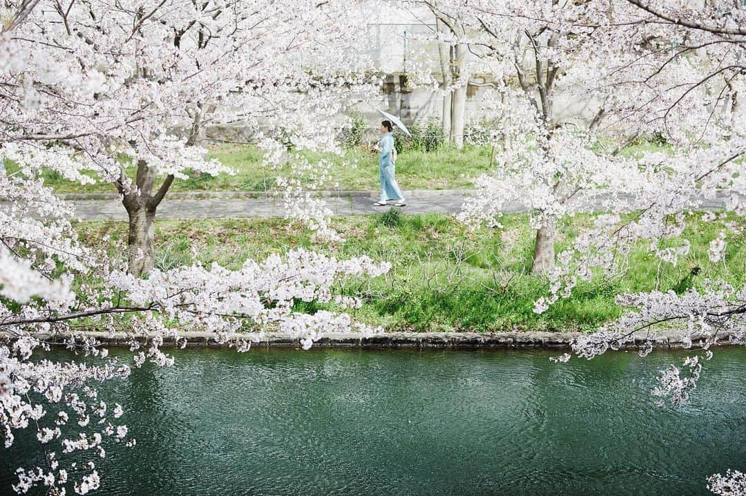 Najiiさんのインスタグラム写真 - (NajiiInstagram)「Bloom - - - #instagramjapan #canonglobal #teamcanon #tokyocameraclub #東京カメラ部 #mycanon #canonasia #photo_shorttrip #lovers_nippon #pics_jp #visitjapanjp #unknownjapan #thediscoverer #sakura #桜　#サクラ#eos #my_eos_photo  #kyoto #京都#中書島#伏見#着物#kimono #japan」3月29日 23時32分 - najii66