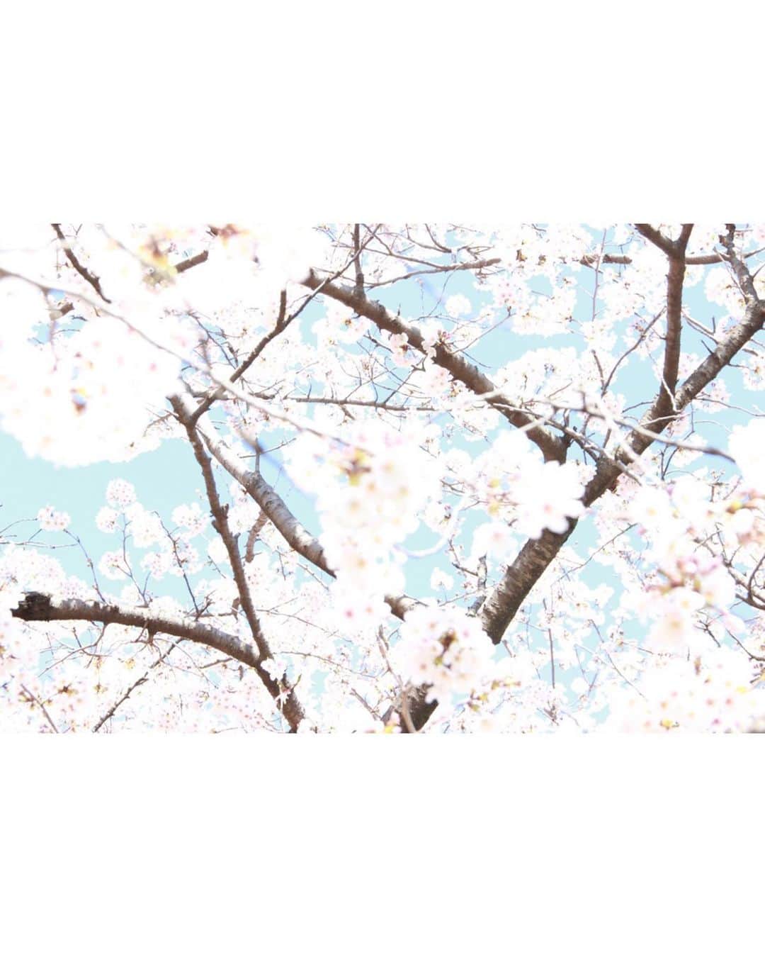 長尾しおりさんのインスタグラム写真 - (長尾しおりInstagram)「🌸3⃣ ・ ・ #桜 #代々木公園 #sakura #ポートレート #merryjenny #作品撮り」3月30日 0時15分 - shiori_nagao