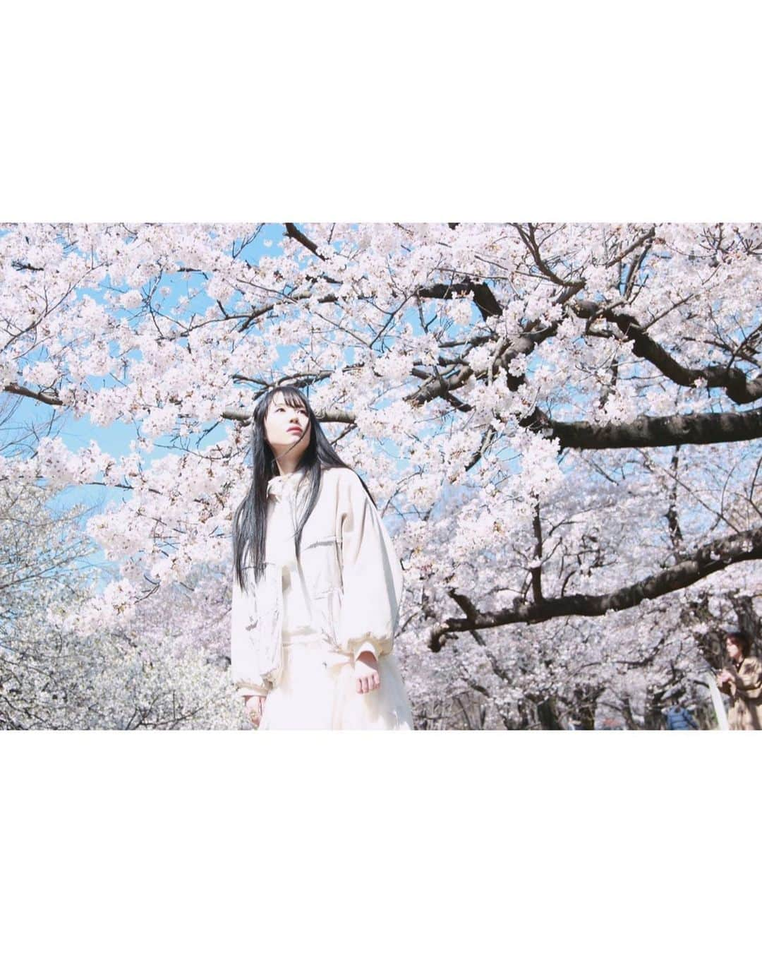 長尾しおりさんのインスタグラム写真 - (長尾しおりInstagram)「🌸3⃣ ・ ・ #桜 #代々木公園 #sakura #ポートレート #merryjenny #作品撮り」3月30日 0時15分 - shiori_nagao