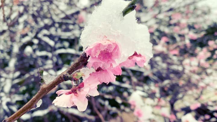 サイモンとマルティナのインスタグラム：「What a strange day we had! We woke up to heavy, snow falling in big fat fluffy clusters totally coating our vibrant, spring wonderland in wet, white snow 🌸 #cherryblossom」