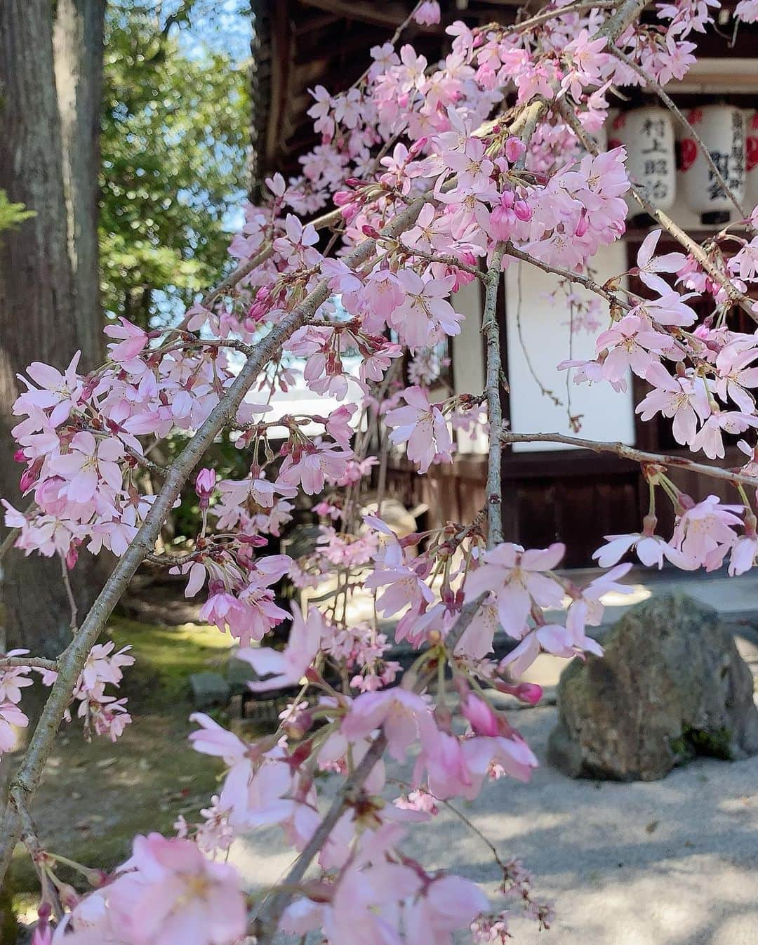 にゃんさんゴルフさんのインスタグラム写真 - (にゃんさんゴルフInstagram)「. . うさぎ神社🐰🐇 岡崎神社⛩ . うさぎさんがたくさんいて 可愛かった〜🐰 . . #金運#縁結び#招き兎#インスタ映え#うさぎ#うさぎ神社#岡崎神社#京都観光#時間差投稿 #さくら#京都旅行#旅行いきたい#海外旅行いきたい#trip」3月30日 0時46分 - miiiii0228