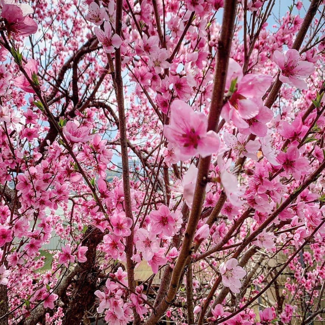吉田玲奈さんのインスタグラム写真 - (吉田玲奈Instagram)「🌸SAKURA🌸  #桜 #🌸 #濃いピンクの桜が好き  #2020春 #ピンク #春の訪れ🌸  #四季がある日本が好き」3月30日 1時08分 - reina.yoshida.ciel.1218