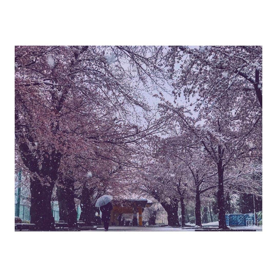 中川裕太のインスタグラム：「东京樱花 ............... #bassethound  #surf  #actor  #演员  #日本  #中国  #电影  #映画 #桜 #樱花」