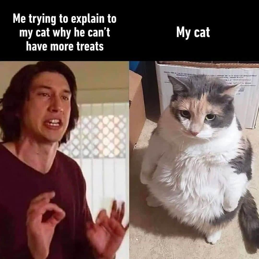 9GAGさんのインスタグラム写真 - (9GAGInstagram)「Chonky does what Chonky wants.⠀ @meowed #cat #adamdriver #chonk #9gag」3月30日 2時00分 - 9gag