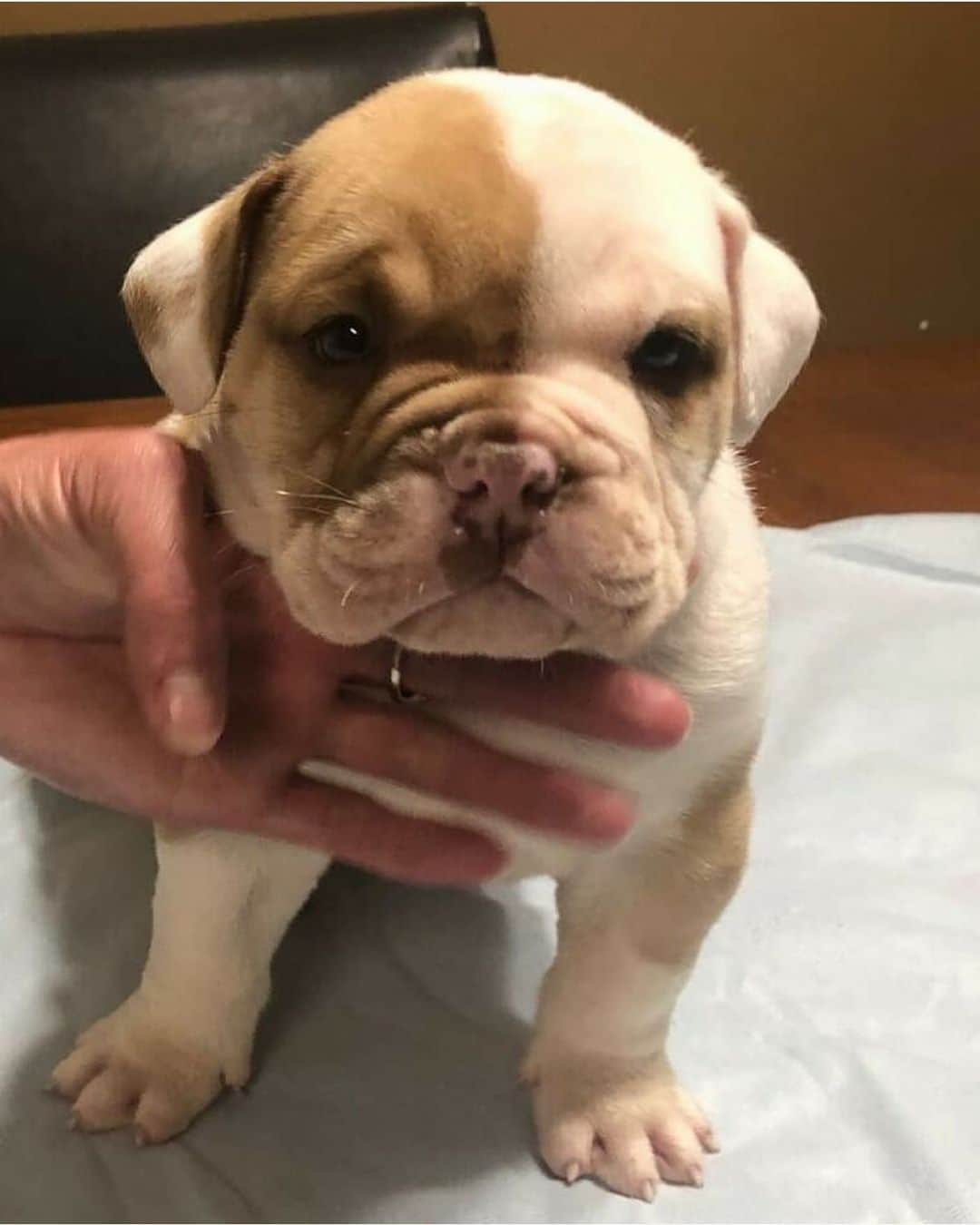 Bodhi & Butters & Bubbahのインスタグラム：「THIS IS NOT A DRILL!!! I repeat: this is not a drill!!! @hurleysheartbulldogrescue just got six #bulldog puppies and their momma 💗🐶💗🐶💗🐶💗🐶💗🐶💗🐶 RUN 🏃‍♀️ don’t walk 🙅🏼‍♀️ to apply to #adopt one of these adorable nuggets and please consider donating for their care 🥰 they are located on the East #coast . . . . . #puppy #love #adoptdontshop #sweet #baby #angel #too #cute #im #in #love #rescuedogsofinstagram #rescue #dogsofinstagram #bestoftheday #eastcoast #newyork #longisland」