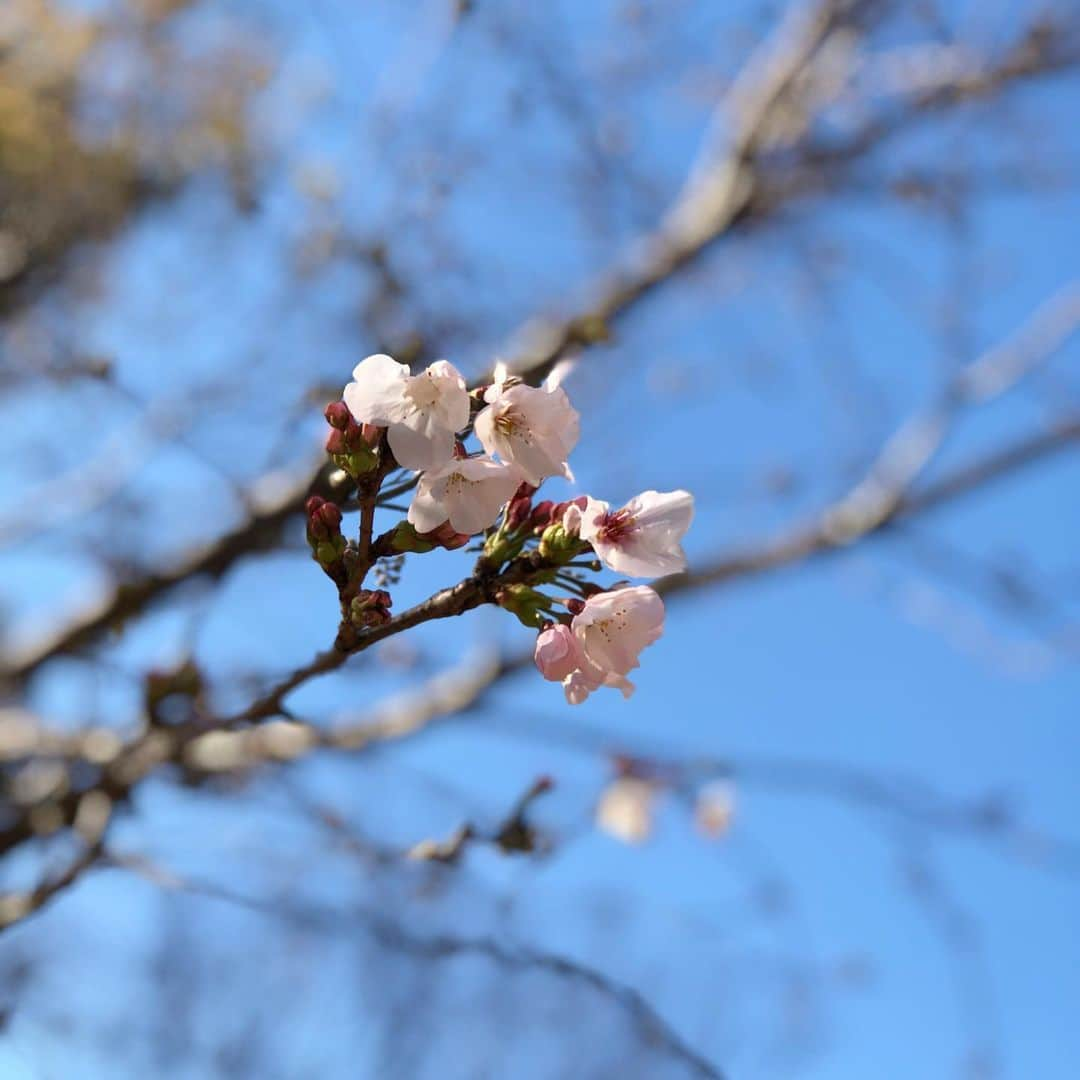 川島壮雄さんのインスタグラム写真 - (川島壮雄Instagram)「春ですね！ ・ ・ ・ #桜 #四季 #季節を楽しむ  #日課の散歩  #息子とともに  #自転車乗れた  #成長を感じる  #日常が戻りますように」3月30日 11時48分 - moriokawashima