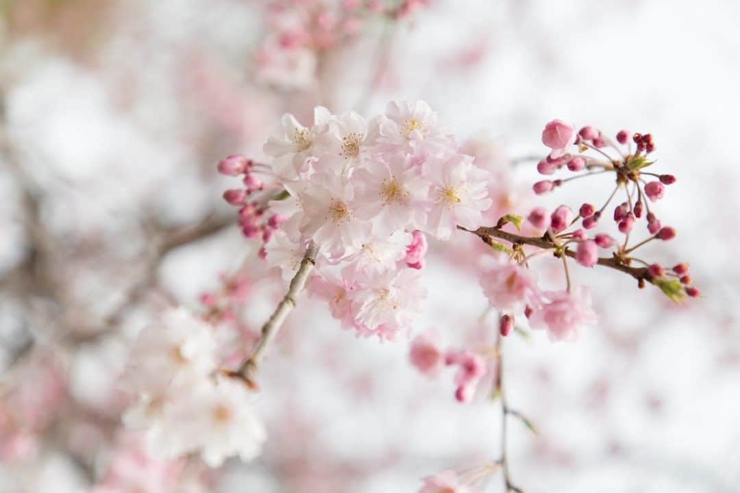 東京プリンスホテルさんのインスタグラム写真 - (東京プリンスホテルInstagram)「薄紅色の花々が、心を癒してくれるようです。⁣ ⁣ The light pink-colored flowers lift my heart.⁣ ⁣ Share your own images with tagging by @tokyoprincehotel ⁣ —————————————————————⁣ #東京プリンスホテル #tokyoprincehotel⁣ #プリンスホテル #princehotel⁣ ⁣ #日本 #JAPAN #東京 #tokyo⁣ ⁣ #travel #trip #travelgram #traveling #hotel #旅行 #旅 #hotels #観光⁣ #japantravel #tokio #beautifulhotels #hotellife⁣ ⁣ #桜 #sakura #cherryblossom」3月30日 12時00分 - tokyoprincehotel