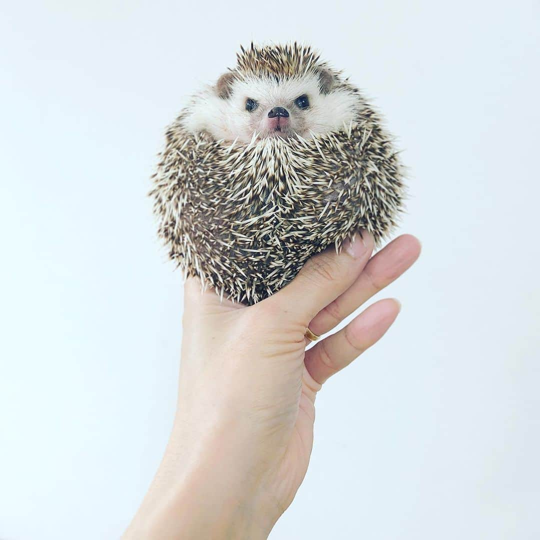 あずきさんのインスタグラム写真 - (あずきInstagram)「Monaka posed on dad's hand🤟🦔✨ もうすっかり あずきと同じサイズになった もなさんの手乗り☺️重い〜😂😂😂 . そして日本中に笑いを届けてくれた志村けんさんがお亡くなりになりました😰 去年初めてお会いしてプロフェッショナルな仕事ぶりを見させて頂いて感動したばかりなので本当に本当に残念で仕方ないです。 . ご冥福をお祈りします🙏🙏🙏 . . . #手乗りもなか #はりねずみ #ハリネズミ #hedgehog #pygmyhedgehog #lovelypet #cuteanimals #はりねずみのもなか #hedgie #Hérisson #igel#riccio #Erizo #고슴도치 #刺猬 #hedgehogazuki  #hedgehogsofinstagram #animaladdicts #cuddles #meowed #petscorner  #cutepetclub #worldofcutepets #animalvibes #gotchaday #cozy」3月30日 12時16分 - hedgehog_azuki