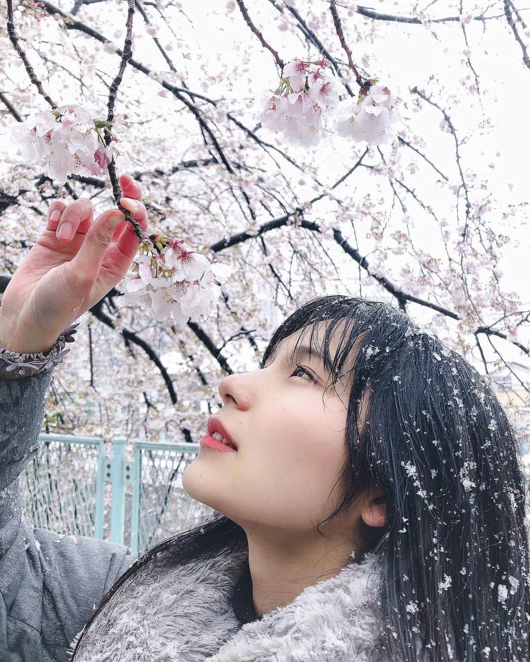 森實りこさんのインスタグラム写真 - (森實りこInstagram)「:﻿ ﻿ 桜と雪を一緒に見れるなんて思わなかった。﻿ ﻿ #sakura」3月30日 12時18分 - ricozane