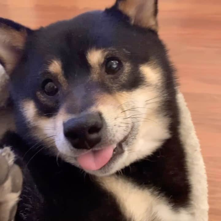 ?Fricko the Shiba Inu?のインスタグラム：「Silly Keaton here to wish every hooman and animal fren a healthy and safe new week ❤️❤️ (His lips get stuck in the second part because he lay upside down too long in the first part🤣🤣) 🐽😘 🐾 🐾 🐾 🐾 #Keaton #🐶 #shiba #shibainu #dog #柴犬 #黒柴 #子犬 #shibalovers #shibaholics #dogoftheday #dogslife #weeklyfluff  #dogstagram  #dogscorner #shibapuppy #puppiesofinstagram」