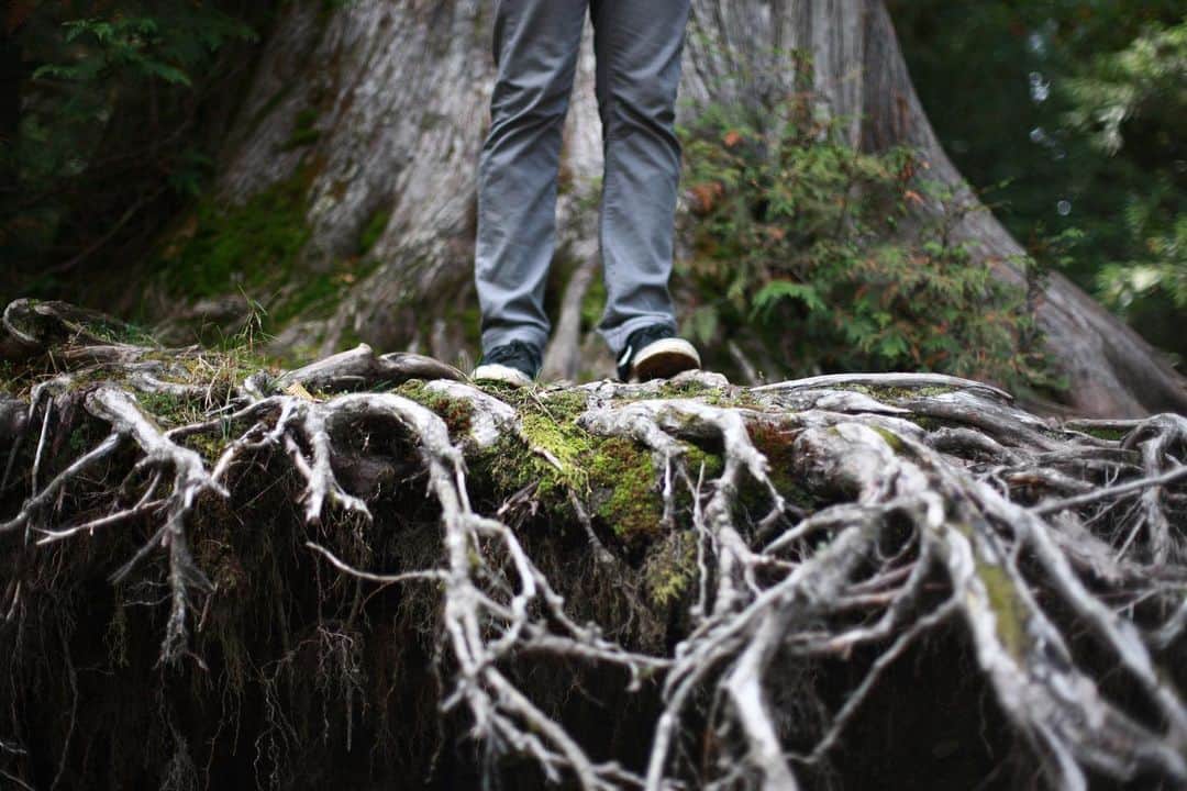 アウル・シティーのインスタグラム：「Deep roots are not reached by the frost.  J. R. R. Tolkien」