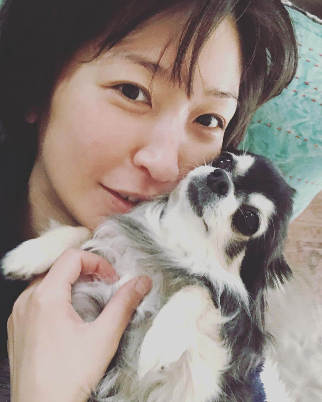 小野真弓さんのインスタグラム写真 - (小野真弓Instagram)「おはようございます😃 寝起きいちゃいちゃ🐶✨ もーー仕方ないなぁ😑と顔に書いてあるよ。 カメラ嫌いのハナばあちゃん。オヤツにつられ仕方なく付き合ってくれました(๑･̑◡･̑๑)🍠 #チワワ#ハナちゃん #いぬすたぐらむ #いぬばか部 #カメラ嫌い犬#シニア犬#chihuahua #doglover #dogstagram  #ショートカットは朝頭が爆発する#寝癖#ちわわせ 月曜日ですね。仕事終えたら直帰します🚗数週間後に実を結ぶイメージで、とにかくこつこつと。 協力、助け合いの精神で^ ^ 今日も良い一日を🌈」3月30日 6時59分 - hanaharuaroi