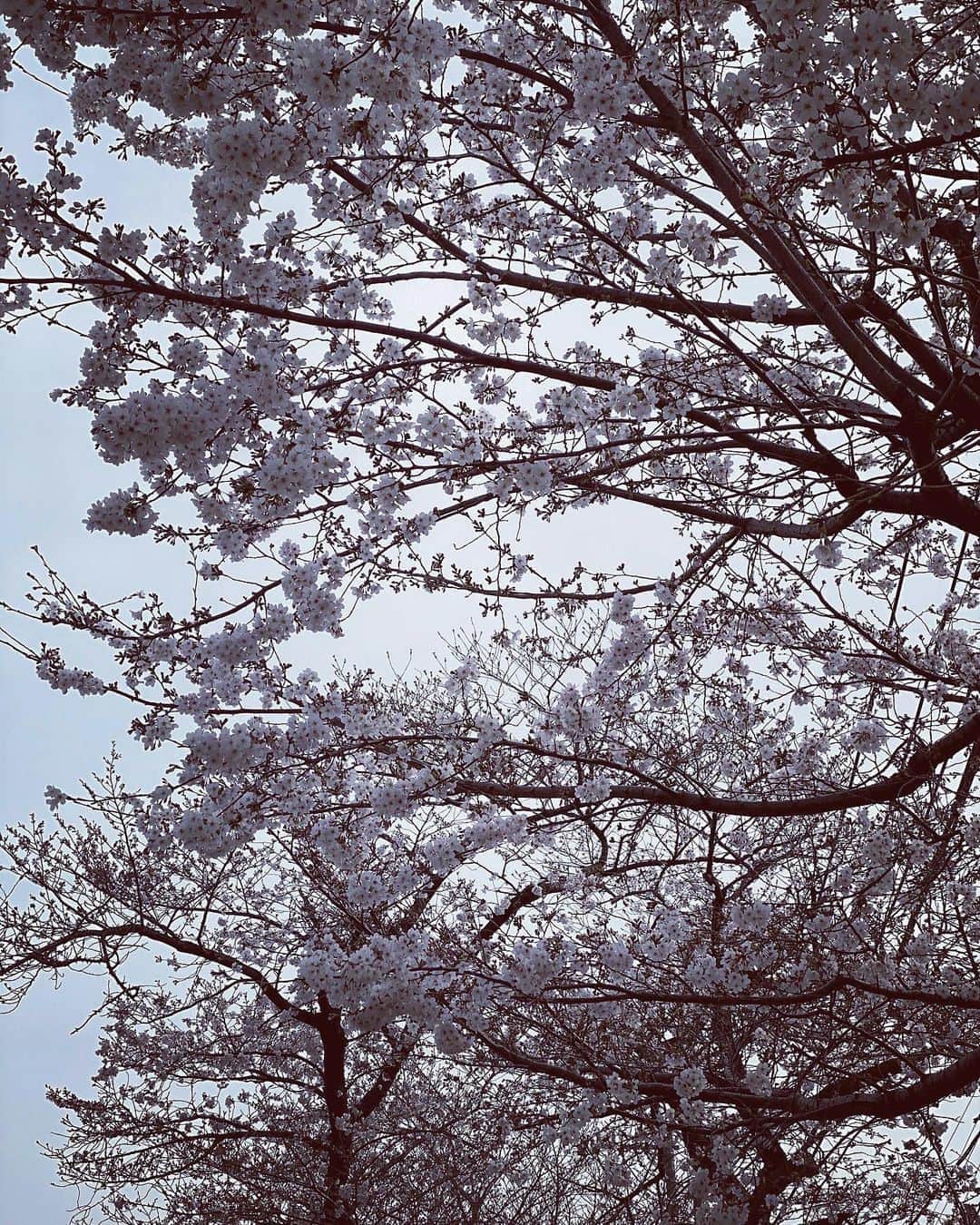 徳永有美さんのインスタグラム写真 - (徳永有美Instagram)「おはようございます。 昨日の雪には本当に驚きましたね。キリキリした寒さの中で桜に雪が降り積もり、不思議な光景を見ているようでした。外出も軽々にはできず、人通りも車の往来もほとんどない。どんどん当たり前の日常からかけ離れ、心がざわついていくなかで、「家でゆっくりしていたらいいんだよ」と雪がすべてを包み込んでくれているかのようでした。  土曜日にある番組で樹木希林さんの言葉が紹介されていました。 「虚飾なく、それでいて心を動かす何か一芸を。見せるのではなく、心を込めて。自分を出すのではなく無念の魂を鎮めていただけるよう---演じる」 “演じる"という部分は私の場合はもしかすると"伝える"なのかな、とか考えてみたりして…今の私のなかに大きく響きました。 今日から新しい一週間が始まります。心してのぞみます。  #今朝も寒い気がする #あったかいふとんから出たくない朝 #だけど #がんばろー  #月曜日 #報ステ #報道ステーション #徳永有美」3月30日 7時06分 - yumi_tokunaga.official