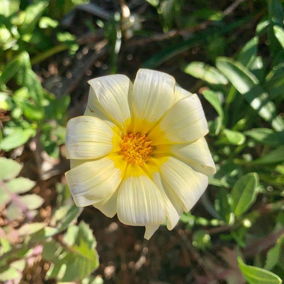 キャロリン・マーフィーさんのインスタグラム写真 - (キャロリン・マーフィーInstagram)「“If we could see the miracle of a single flower clearly, our whole life would change”- Buddha  I’ve had the good fortune of being able to take long walks lately and I wanted to share these treasures I’ve discovered along the way 🌸」3月30日 8時55分 - carolynmurphy