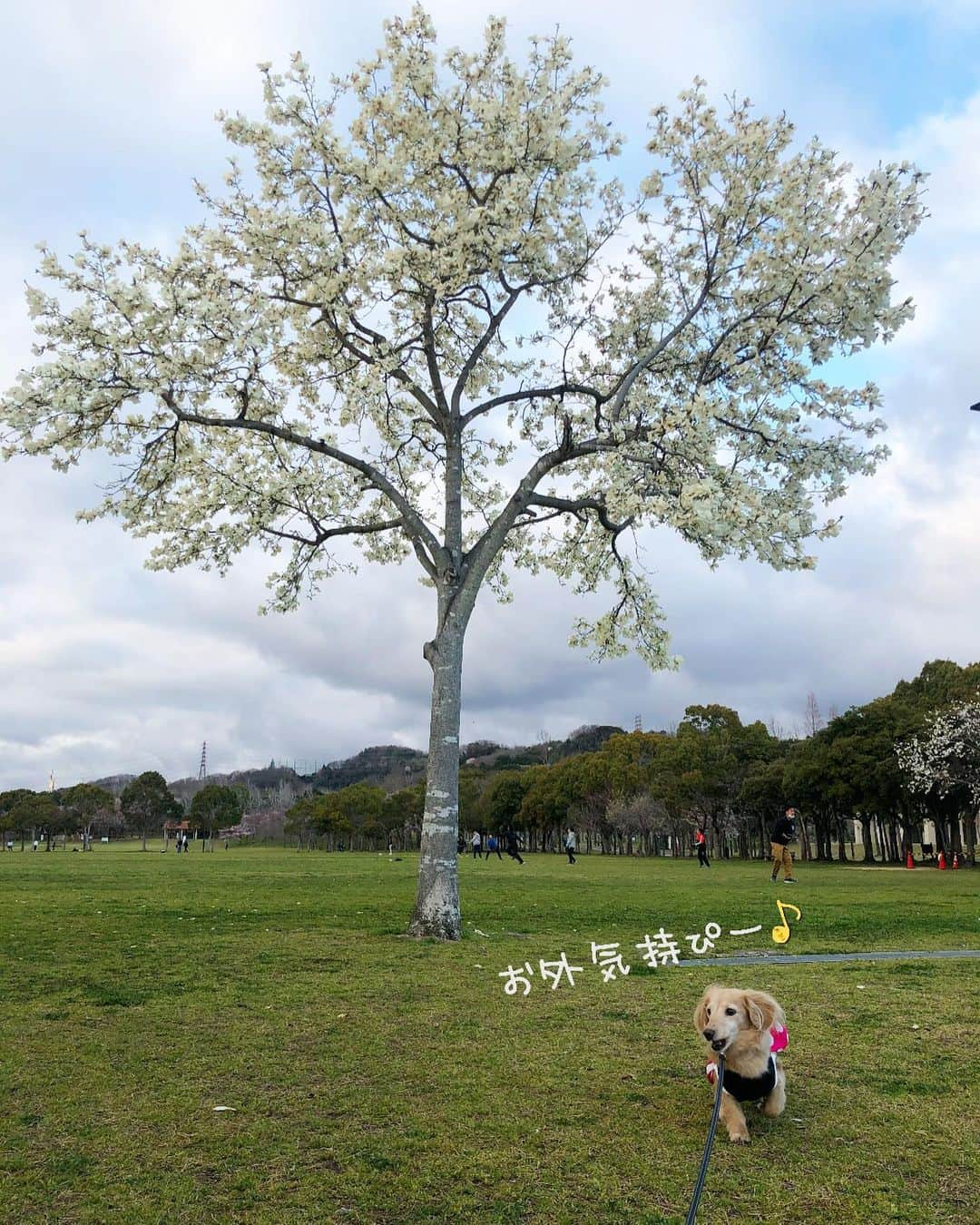 チズさんのインスタグラム写真 - (チズInstagram)「春の訪れを感じる🐝 #ハクモクレン 桜🌸もいいけど白い大輪のモコモコ 木蓮の花もいいよね(=^▽^)σ 桜は5分咲きくらいかな？？ #お散歩 #しあわせの村 #白木蓮#辛夷#コブシ #動くマロン#movie  #Mダックス#ダックス#ミニチュアダックス #親父犬#シニア犬#ミニチュアダックスフンド #ミニチュアダックスクリーム#短足部 #短足犬#カニンヘンダックス #ダックス14歳#カニンヘンダックスフンド#犬は家族#犬のいる生活#インスタでわんこみるのが日課 ♡♡」3月30日 9時10分 - sqi.chizu