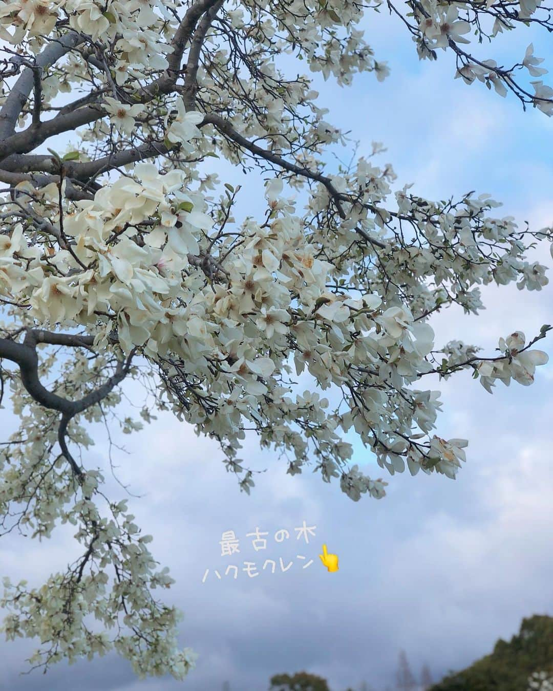 チズさんのインスタグラム写真 - (チズInstagram)「春の訪れを感じる🐝 #ハクモクレン 桜🌸もいいけど白い大輪のモコモコ 木蓮の花もいいよね(=^▽^)σ 桜は5分咲きくらいかな？？ #お散歩 #しあわせの村 #白木蓮#辛夷#コブシ #動くマロン#movie  #Mダックス#ダックス#ミニチュアダックス #親父犬#シニア犬#ミニチュアダックスフンド #ミニチュアダックスクリーム#短足部 #短足犬#カニンヘンダックス #ダックス14歳#カニンヘンダックスフンド#犬は家族#犬のいる生活#インスタでわんこみるのが日課 ♡♡」3月30日 9時10分 - sqi.chizu