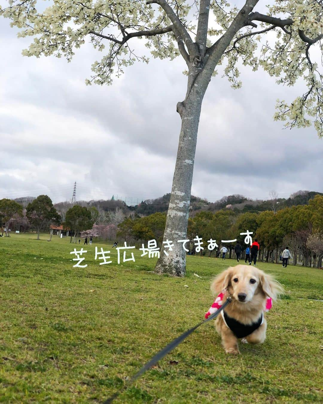 チズのインスタグラム