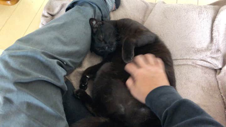 ホタテ＆クラム＆シラスのインスタグラム：「ただ黒猫をゴロゴロ言わすだけの動画 #cat #neko #blackcat #猫 #ねこ #黒猫 #catstagram #instagram #instagramjapan #ig_japan #igersjp」