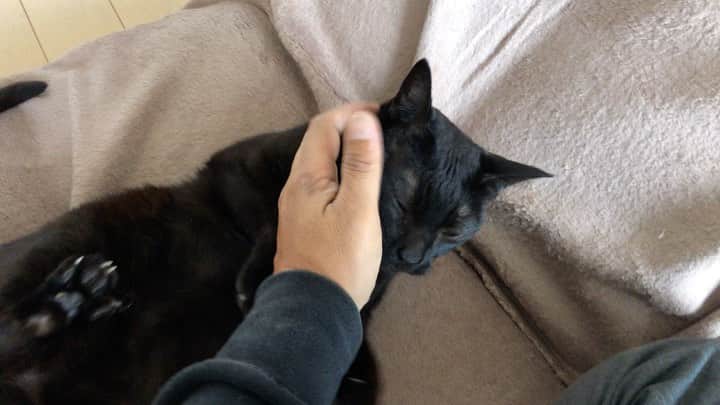 ホタテ＆クラム＆シラスのインスタグラム：「いつもの「なに撮ってんのよ！」 #cat #neko #blackcat #猫 #ねこ #黒猫 #catstagram #instagram #instagramjapan #ig_japan #igersjp」