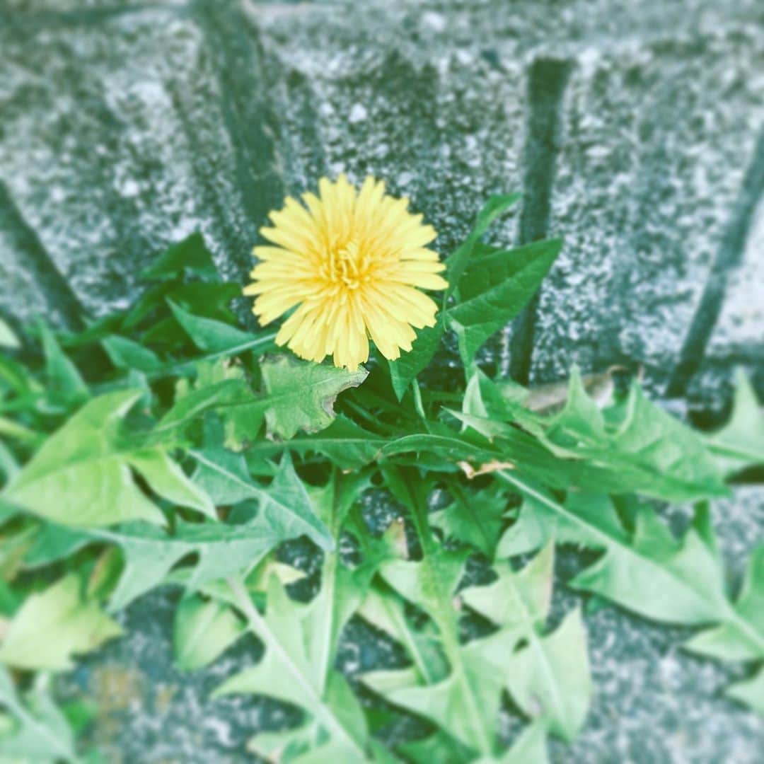 中野敬久さんのインスタグラム写真 - (中野敬久Instagram)「#tanpopo #flower #floweroflife #yellow #hope」3月30日 10時39分 - hirohisanakano