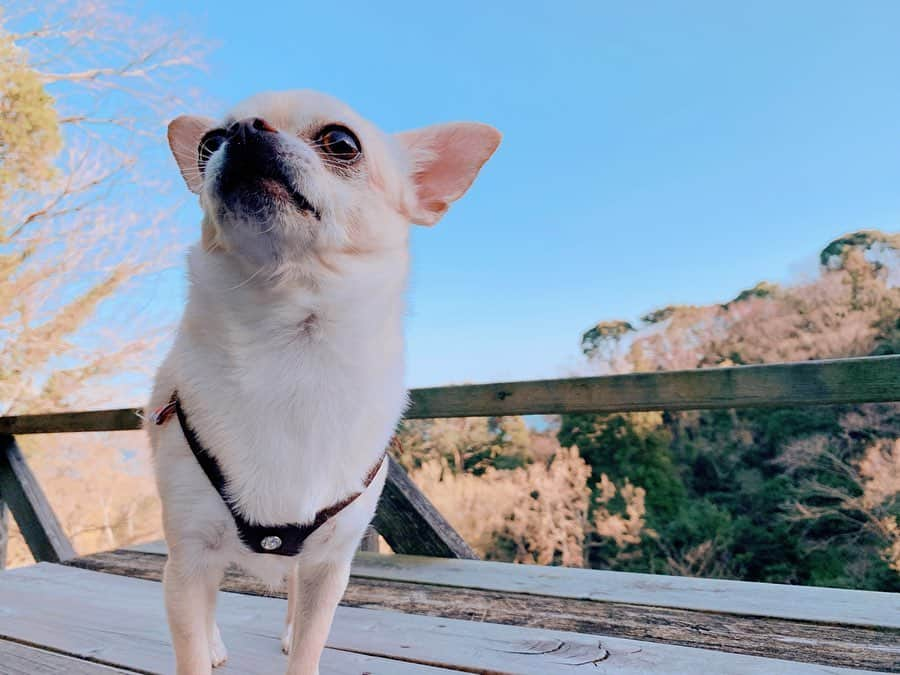 巴田みず希さんのインスタグラム写真 - (巴田みず希Instagram)「志村けんさんの訃報をニュースで見ました涙 ・ 娘がまだ一歳半のとき、TVで志村けんのバカ殿をOAしてて、なんとなくつけっぱなしにしていたらそれを見ていた娘がゲラゲラ笑ってた。 ・ 志村けんの笑いは1歳半にも通じるものがあるんだと感動したのがつい最近。 ・ 日本が誇る偉大なるコメディアンを失ってしまったんですね。 ・ コロナ、長期戦になると言われてるけど、TVで、若い子がイベントやってるとか参加してるとか言ってるの観るとどうして今と思うけど、それがごくごく一部の人なんだと信じたい。 ・ コロナウィルスの不安を払拭できる日が一日でも早く来るといいですね。 ・ 会社勤務の旦那さんも、可能な限り予防を気をつけると言ってくれるし、私もしばらくはリスクを避けて行動するようにします。 ・ 娘は生後3ヶ月から幼児教室に通っているんだけど、それも今月頭からは休会してます。安心して再開できる日がそのうち来るかなと思っていたけど、この状況だと一回退会した方がいいかな。。。 ・ 医療破綻しないように、一人一人が感染源にならないように。 ・ ・ ・ #志村けん #コロナ #外出自粛 #伊豆マウンテンドッグラン #犬撮影 #チワワ #海と山 #chihuahua #niceview #seaandmountain #dogrun #dogstagram」3月30日 11時10分 - mizukitomoda