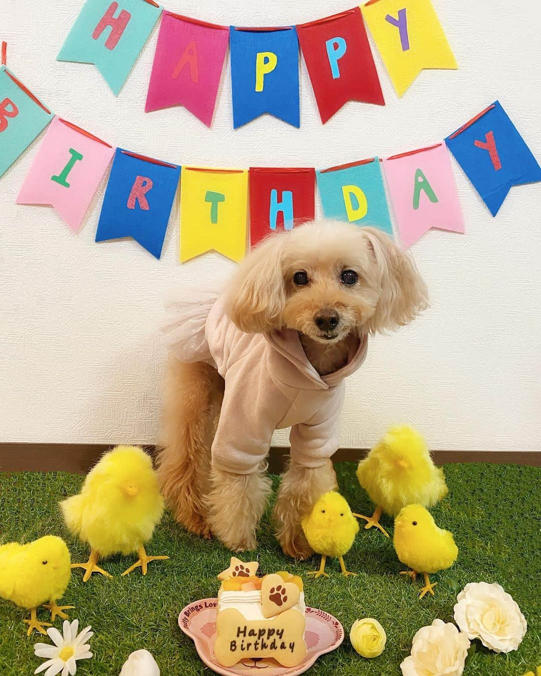 夏焼雅さんのインスタグラム写真 - (夏焼雅Instagram)「Happy 13th birthday, Peace!!🐥🎂💕✨💝🎉🎉🎉🎉🎉」3月30日 22時10分 - miyaaa0825