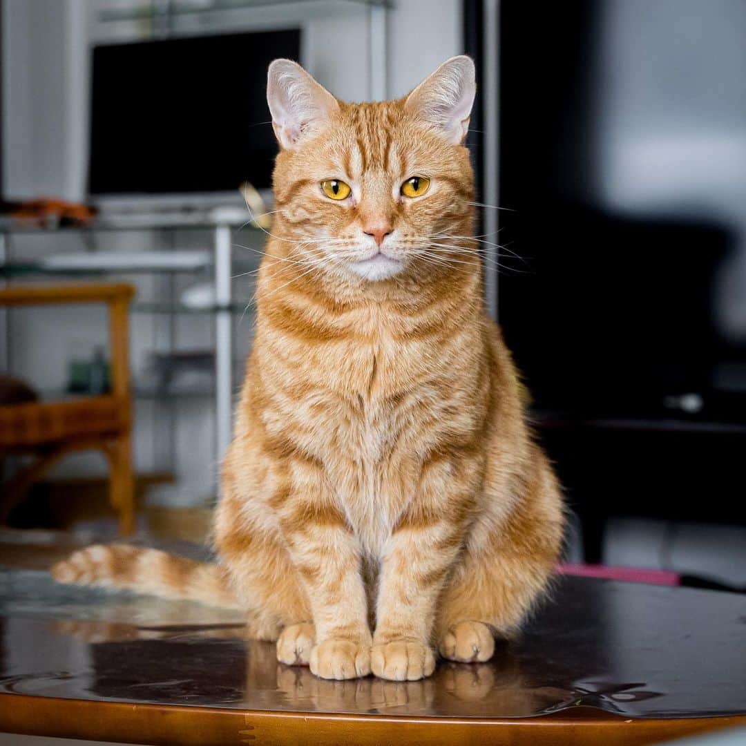 マアルのインスタグラム：「きんたろうさん #🐈 #北海道 #旭川市 #ペットシッター」