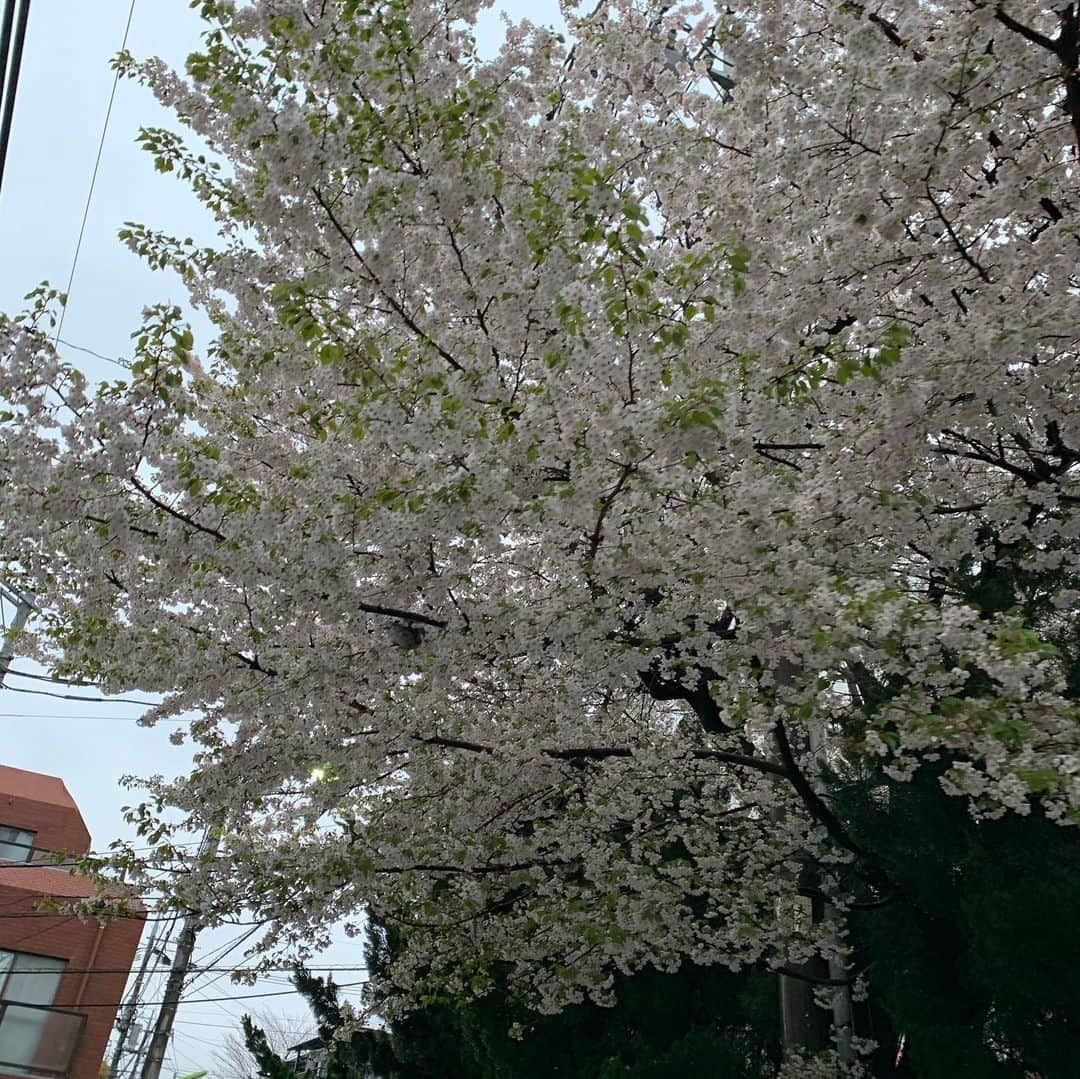 北口榛花さんのインスタグラム写真 - (北口榛花Instagram)「卒業🌸 桜が大好きになりました。」3月30日 21時15分 - giantbaby_paru