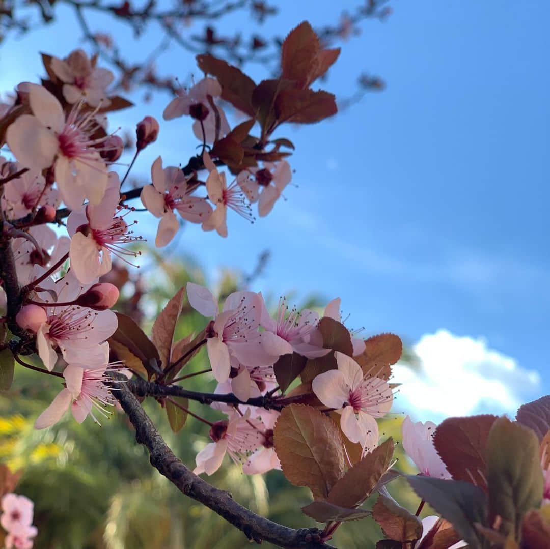 北口榛花さんのインスタグラム写真 - (北口榛花Instagram)「卒業🌸 桜が大好きになりました。」3月30日 21時15分 - giantbaby_paru