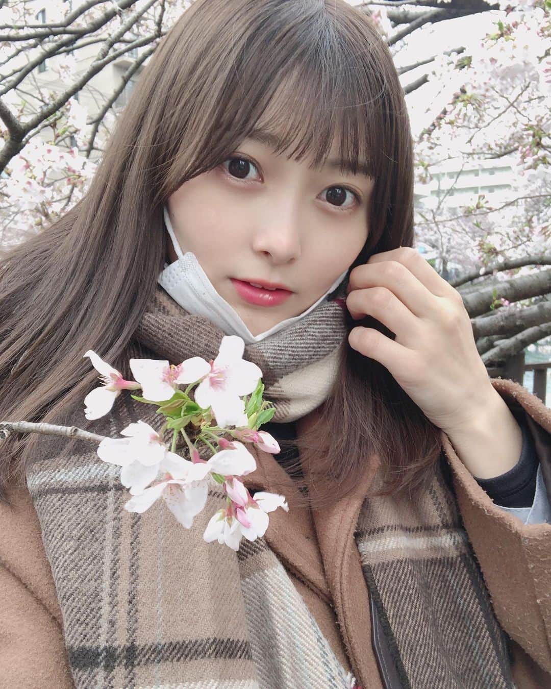 松川星さんのインスタグラム写真 - (松川星Instagram)「お仕事に行く途中に満開の桜が咲いていてすごく元気出た ︎︎︎︎︎☺︎」3月30日 21時17分 - akarin__rin