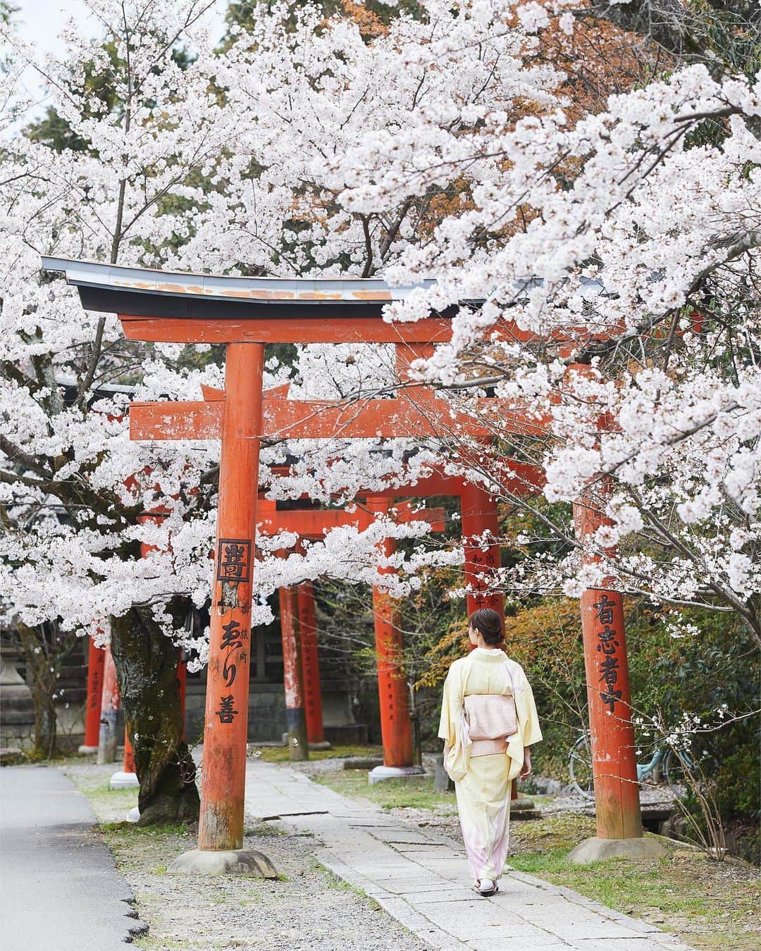 Najiiのインスタグラム：「Bloom - - - #instagramjapan #canonglobal #teamcanon #tokyocameraclub #東京カメラ部 #mycanon #canonasia #photo_shorttrip #lovers_nippon #pics_jp #visitjapanjp #unknownjapan #thediscoverer #sakura #桜　#サクラ#eos #my_eos_photo  #kyoto #京都##着物#kimono #japan」