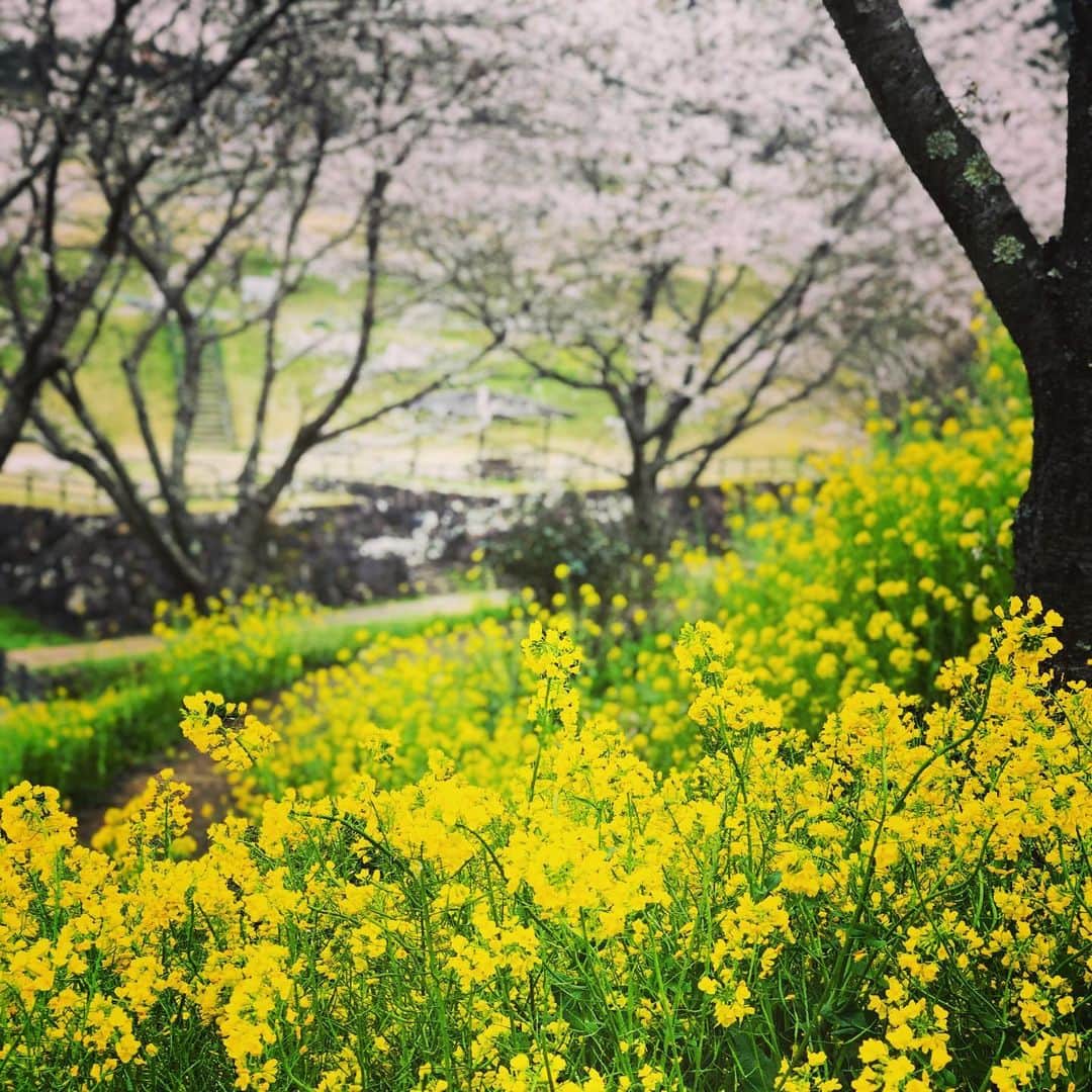 川本睦子さんのインスタグラム写真 - (川本睦子Instagram)「Self-isolating birthday. Flowers are always beautiful. 粛々とやるべきことをやるだけ。 #大人の誕生日 #30代ラスト」3月30日 21時40分 - muzco