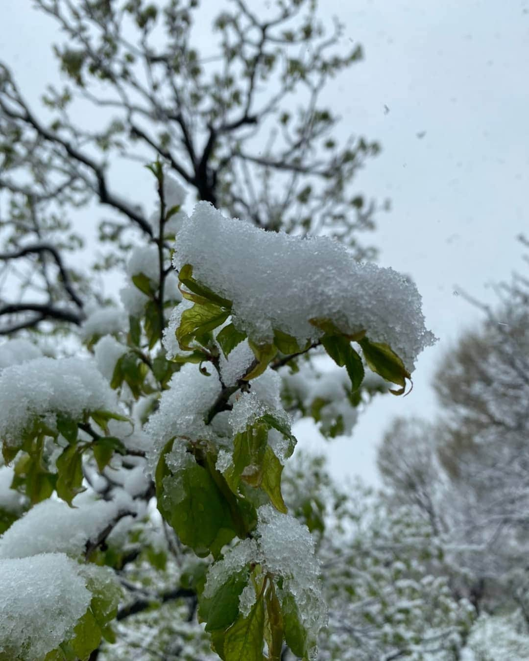 土屋太鳳さんのインスタグラム写真 - (土屋太鳳Instagram)「志村けんさんと実際にお会いしたことは 数えるほどしかありません。 番宣でお世話になった時と、 昨年の夏、 いつもお世話になっている寺門さんとのお話をきっかけに 志村けんさんが座長を務められる舞台を拝見した時。 その時、御挨拶させていただいて 励ましていただくことが出来ました。 . アイーン！と真似をして爆笑した子どもたちは 日本だけじゃなく世界にたくさんいると思います。 その人たちは育って大人になっていて、 私もそのひとりです。 . 舞台を拝見した時の、あの凄い熱量、 笑ってるのに気づいたらせつなくなっていて ホロリと涙がこぼれるあの感じ、 衝撃でした。 そして その時のお話で 私は「ライフワーク」という存在を知り、 自分もライフワークに出会いたいと思うようになりました。 とても大きなヒントをくださったかたです。 . また舞台を拝見したかったし 私が挑戦する舞台も観ていただきたかった。 その気持ちをこめ、がんばります。 . そして 感染の予防に努めたいと思います。 . 読んでくださっている方々も どうか身体に気を付けてください。 心から願っています。」3月30日 21時41分 - taotsuchiya_official