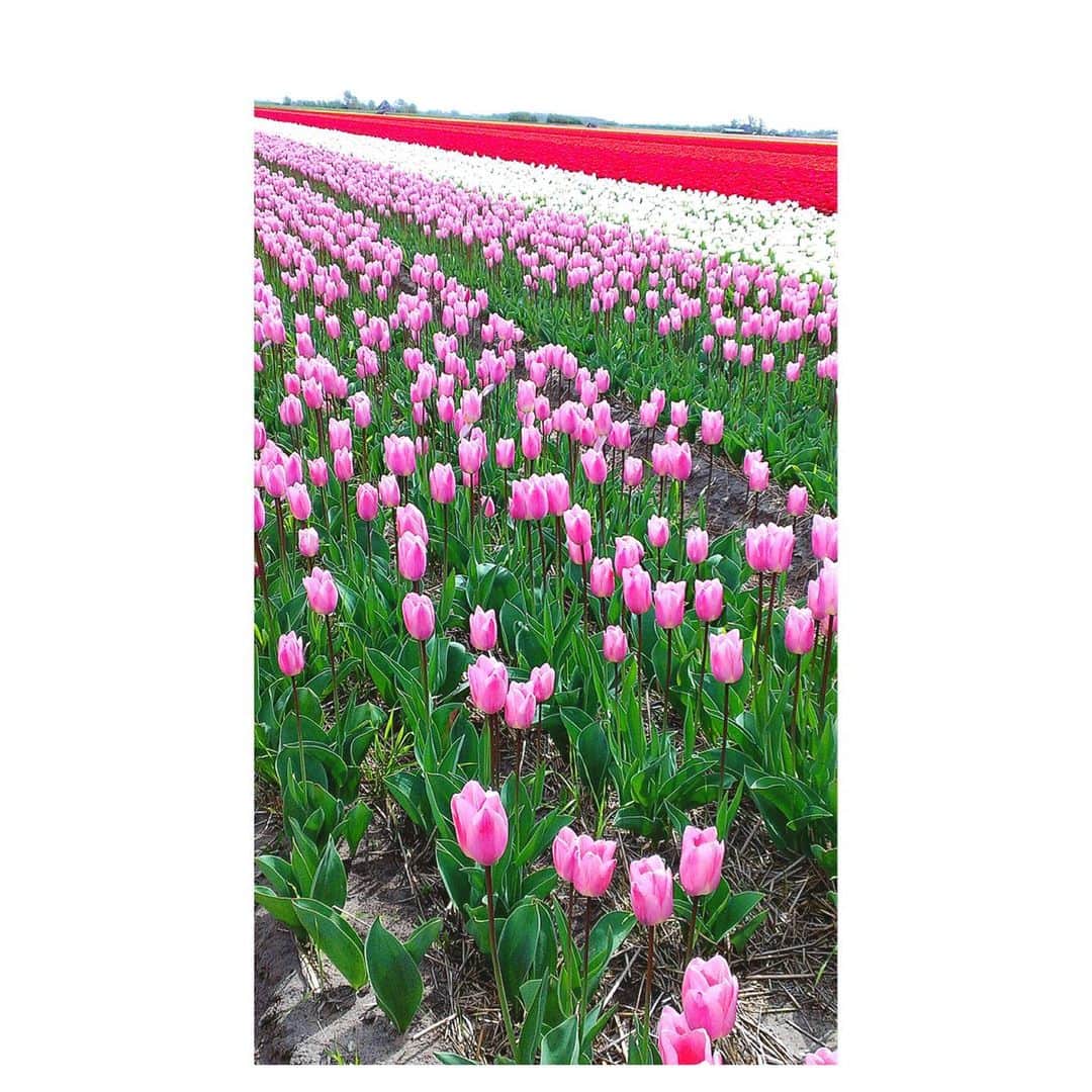 理絵さんのインスタグラム写真 - (理絵Instagram)「むかし撮影でオランダに行ったときのチューリップ畑🌷を眺めながら眠りにつこう  おやすみなさい😴また明日  #チューリップ #튤립 #tulipano #tulips  #チューリップ畑 #flowers #flower #fiore #꽃 #花 #花畑 #オランダ #過去pic」3月30日 21時55分 - ____rie____