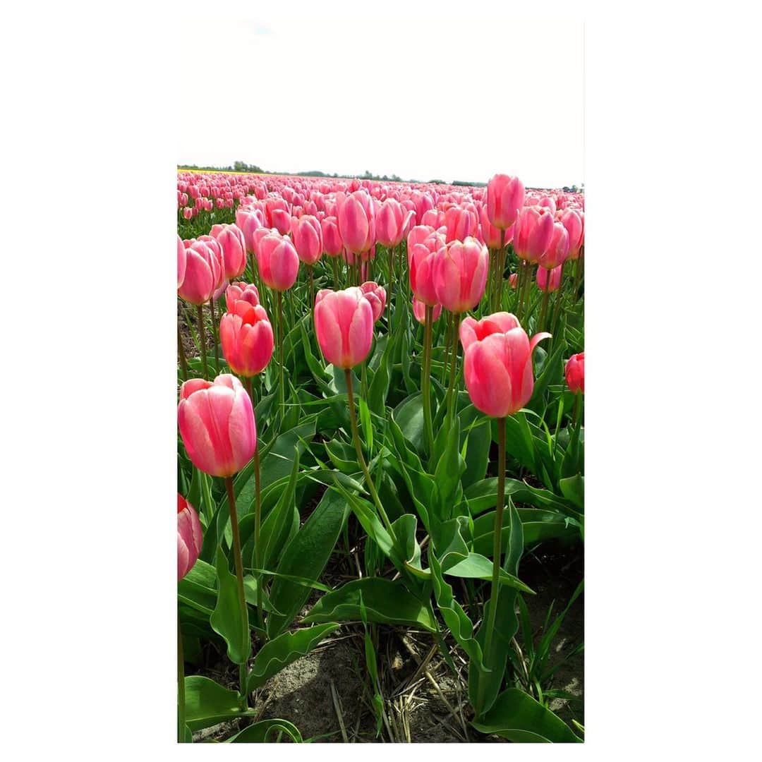 理絵さんのインスタグラム写真 - (理絵Instagram)「むかし撮影でオランダに行ったときのチューリップ畑🌷を眺めながら眠りにつこう  おやすみなさい😴また明日  #チューリップ #튤립 #tulipano #tulips  #チューリップ畑 #flowers #flower #fiore #꽃 #花 #花畑 #オランダ #過去pic」3月30日 21時55分 - ____rie____