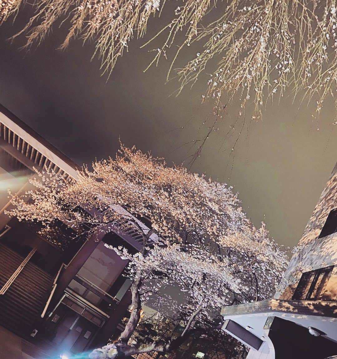 唯月ふうかさんのインスタグラム写真 - (唯月ふうかInstagram)「今、自分が出来ることを、精一杯やります。  #夜桜 #毎日を大切に #日々に感謝して」3月30日 22時06分 - fuka_yuduki