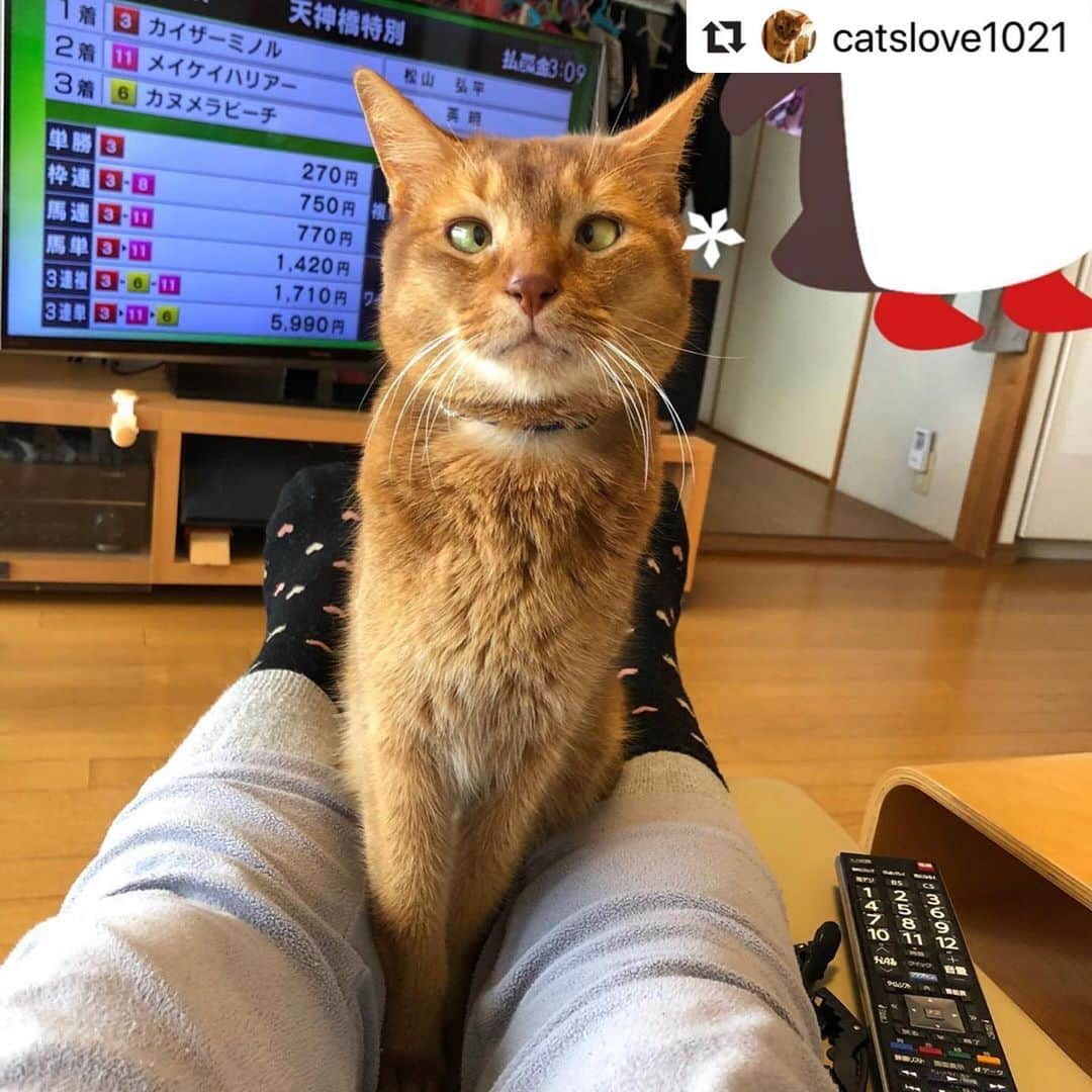 ねこさんのインスタグラム写真 - (ねこInstagram)「【#ねこは人を笑顔にする】❣️ おめめ寄っちゃってますね〜😂💕💦 なんだかほっこりするお家時間ショット📸❤️足と足の間、落ち着くよね😭✨ @catslove1021 さん、どうもありがとう😊❣️ #Repost @catslove1021 with @make_repost ・・・ そ、そこに居座る⁉️ 私にどうしろと❓ しかし、すごい目が寄ってるねー😆 うちの猫はクセがすごい😆 #ねこ #猫 #cat #アビシニアン #アビシニアンブルー #アビシニアンレッド #calico #ジル #ミミ #フェアリー #保護猫 #みんねこ #猫界の千代丸 #もふもふモフモフ #ぴんくのおはなまつり #ハマっこ猫トリオ #横浜生まれの湘南育ち猫 #ねこは人を笑顔にする #聞き流し競馬ラーニング #寄り目猫  #クセがすごい #部屋干し」3月30日 13時18分 - neko_magazine