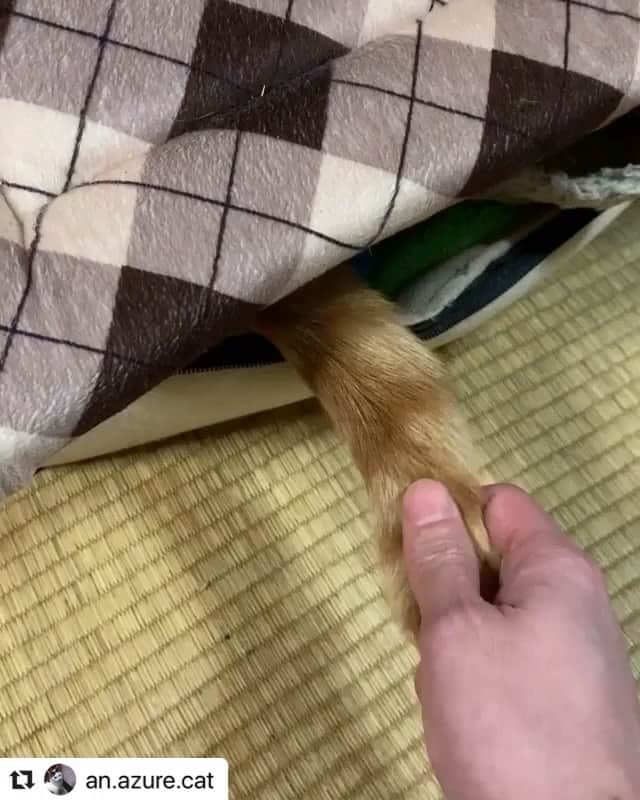 ねこのインスタグラム