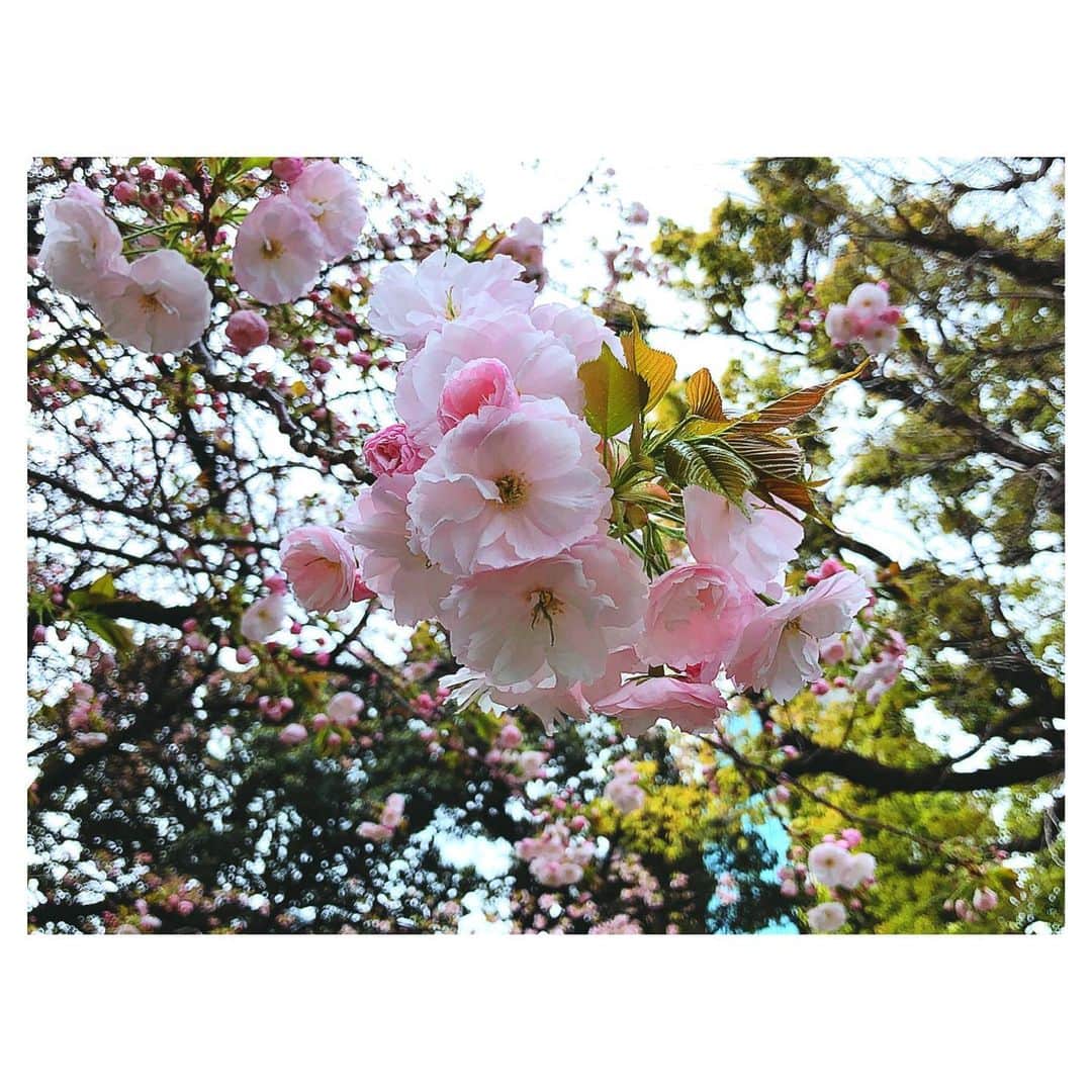 理絵さんのインスタグラム写真 - (理絵Instagram)「家のハンドソープがもうすぐ無くなるのでドラッグストアへ行ってきました  マスクは相変わらず無いけれど薬用ハンドソープやアルコール除菌のウエットティッシュはあり一つずつ購入し  ほっとしながら帰宅途中に昨日の雪でどうなったのか心配だった八重桜を確認したらキレイに咲いていました  #八重桜 #桜 #sakura #ciliegio #cherryblossom #벚꽃 #flowers #flower #fiore #꽃 #花 #tokyo #japan」3月30日 13時28分 - ____rie____